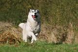 SIBERIAN HUSKY 803